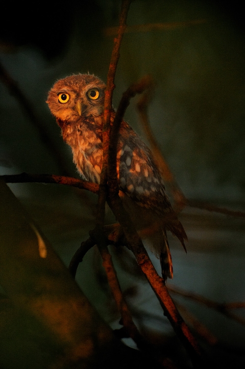 img00033.jpg