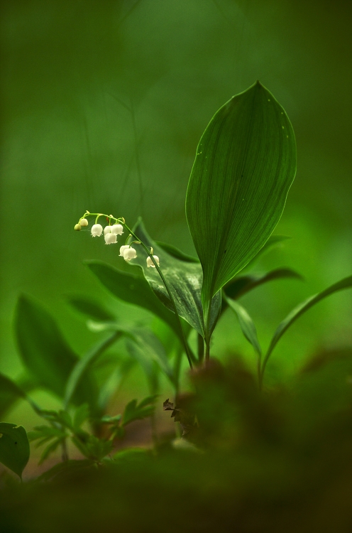img00023.jpg