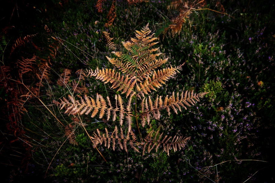 img00050.jpg