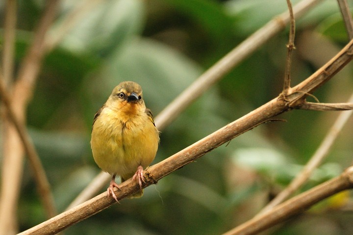 img00046.jpg