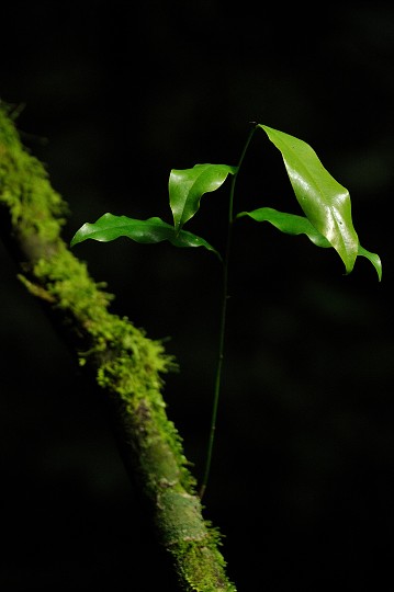 img00156.jpg